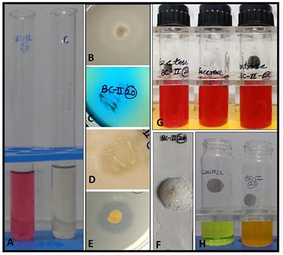 Multitrait Pseudomonas sp. isolated from the rhizosphere of Bergenia ciliata acts as a growth-promoting bioinoculant for plants